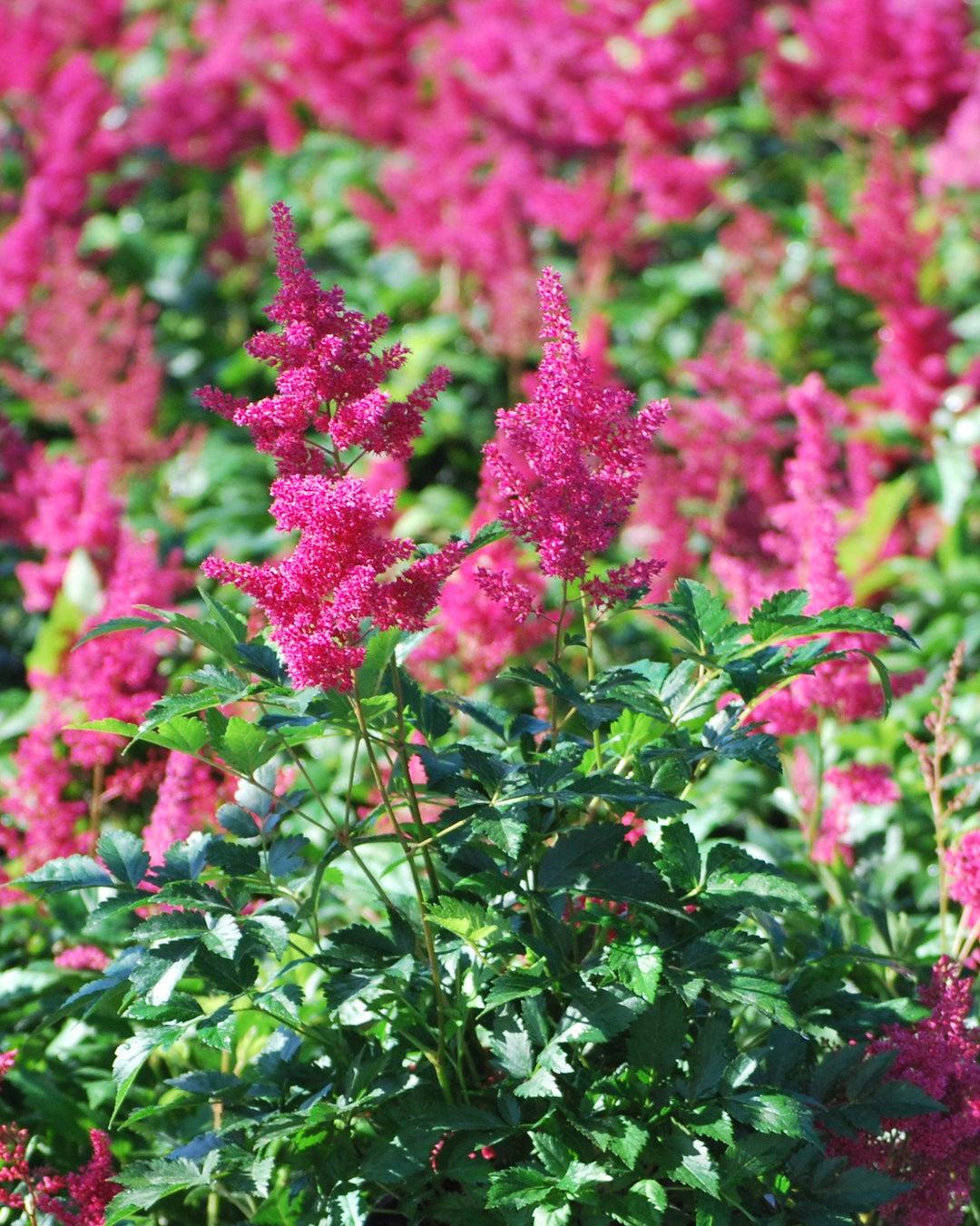 G798 Astilbe Japonica 'montgomery' - View 33 from www redcrocus com
