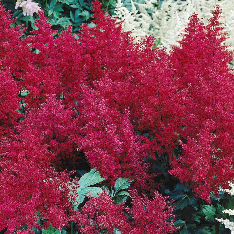 G798 Astilbe Japonica 'montgomery' - View 34 from www redcrocus com