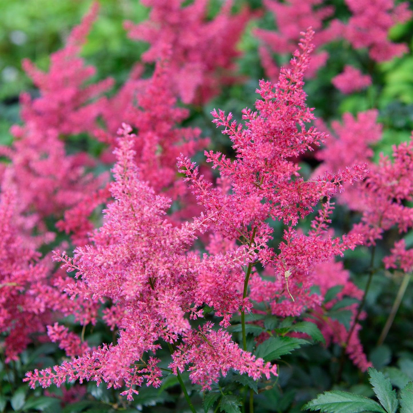 G798 Astilbe Japonica 'montgomery' - View 35 from www redcrocus com