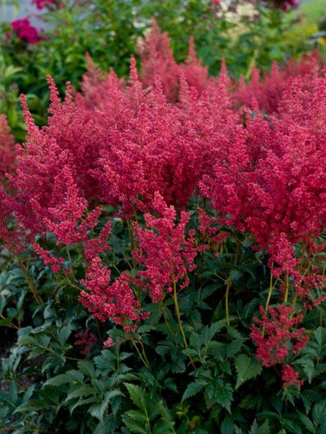 G798 Astilbe Japonica 'montgomery' - View 4 from www redcrocus com