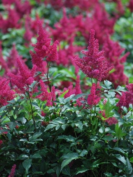 G798 Astilbe Japonica 'montgomery' - View 5 from www redcrocus com