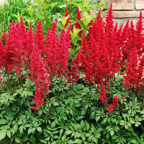 G798 Astilbe Japonica 'montgomery' - View 6 from www redcrocus com