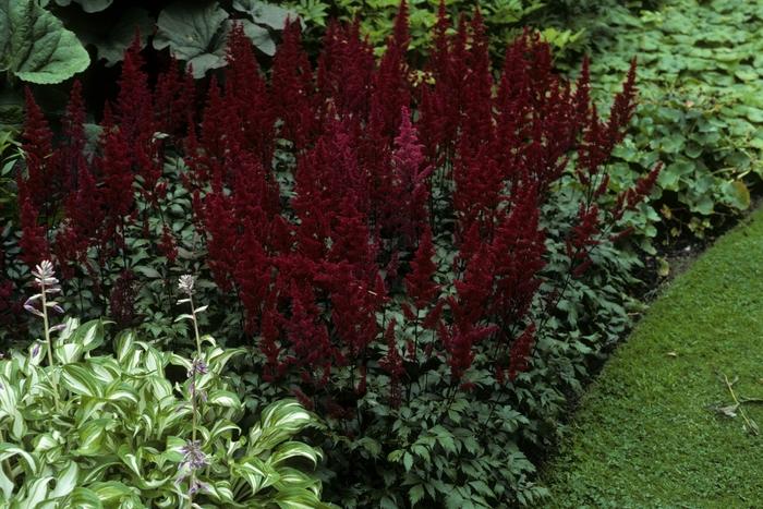 G798 Astilbe Japonica 'montgomery' - View 7 from www redcrocus com