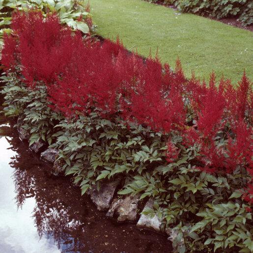 G798 Astilbe Japonica 'montgomery' - View 8 from www redcrocus com