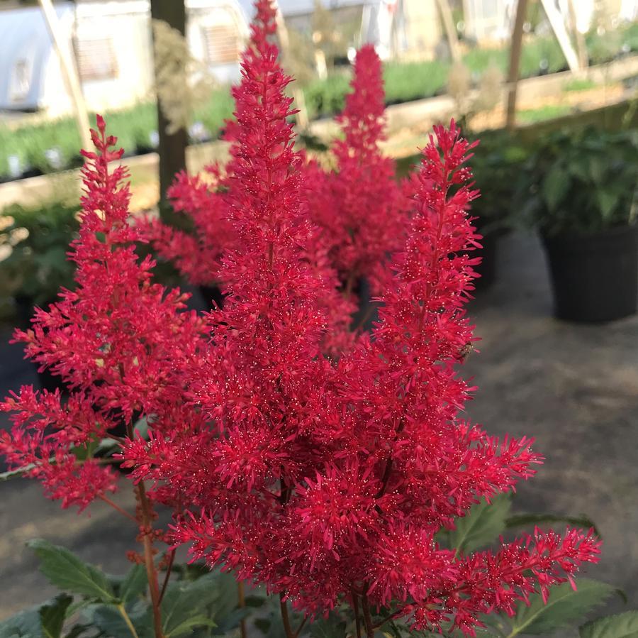 G798 Astilbe Japonica 'montgomery' - View 9 from www redcrocus com