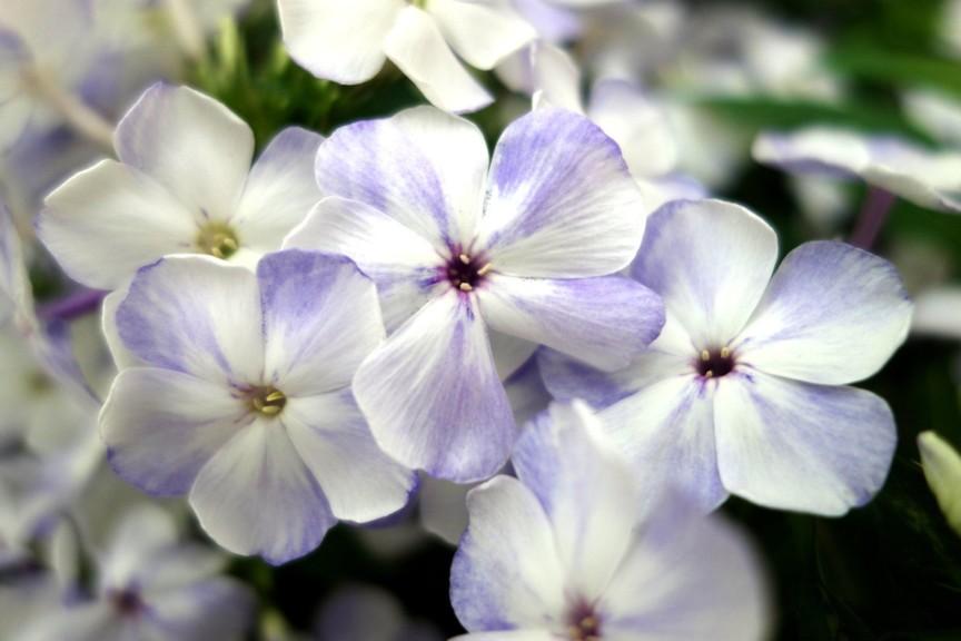 G799 Phlox Paniculata 'volcano Lilac Splash' - View 11 from www redcrocus com