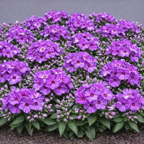 G799 Phlox Paniculata 'volcano Lilac Splash' - View 14 from www redcrocus com