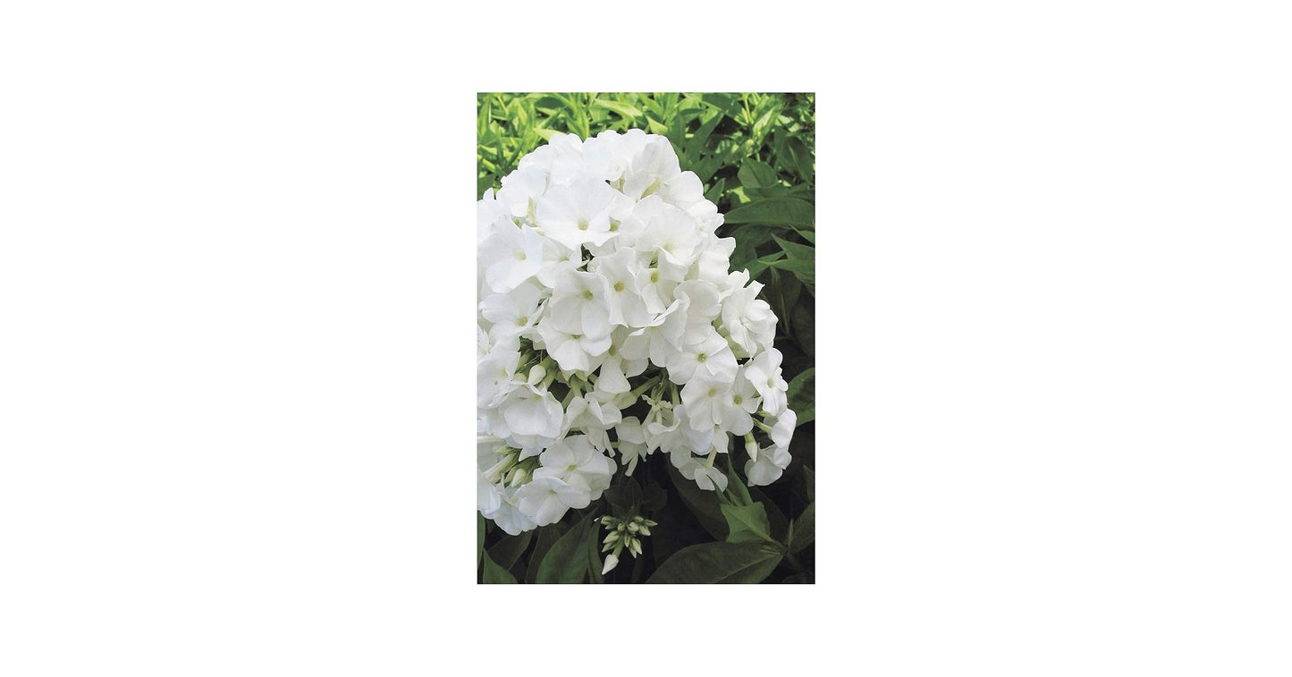 G799 Phlox Paniculata 'volcano Lilac Splash' - View 16 from www redcrocus com