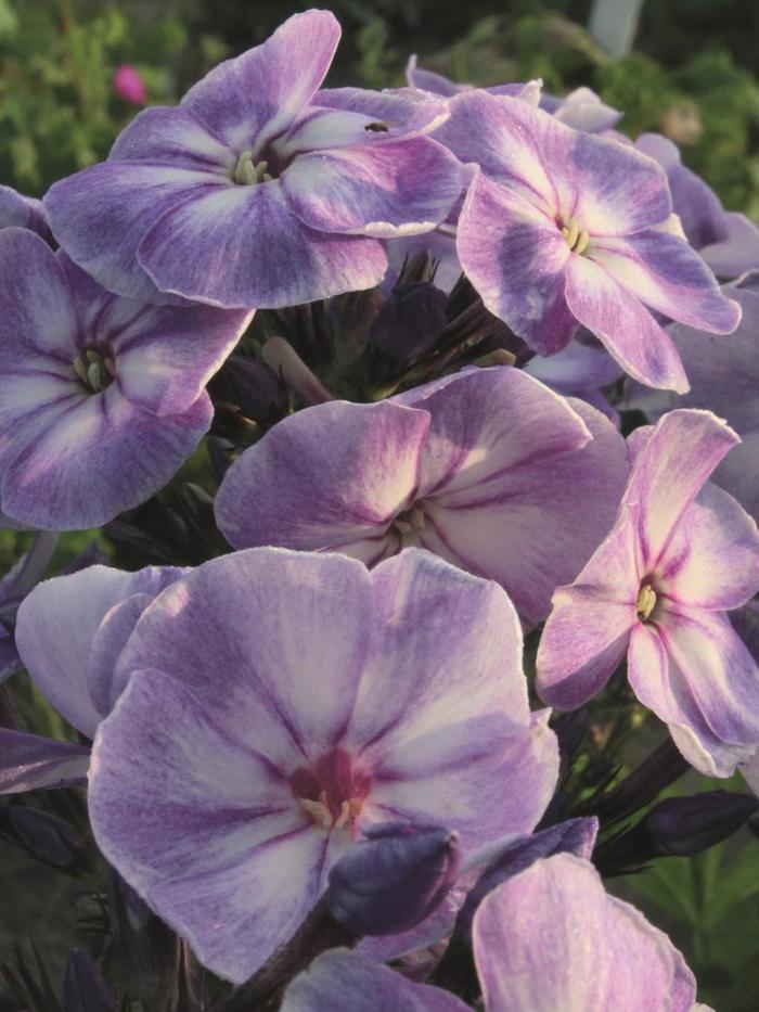 G799 Phlox Paniculata 'volcano Lilac Splash' - View 18 from www redcrocus com