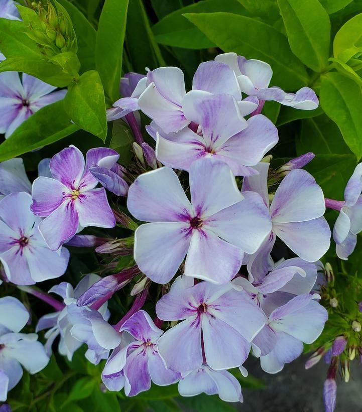 G799 Phlox Paniculata 'volcano Lilac Splash' - View 1 from www redcrocus com