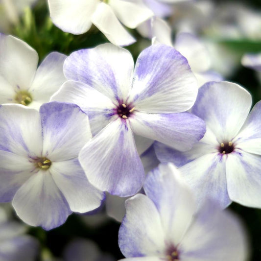 G799 Phlox Paniculata 'volcano Lilac Splash' - View 3 from www redcrocus com