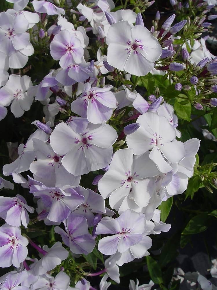 G799 Phlox Paniculata 'volcano Lilac Splash' - View 4 from www redcrocus com