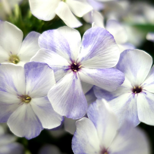 G799 Phlox Paniculata 'volcano Lilac Splash' - View 5 from www redcrocus com