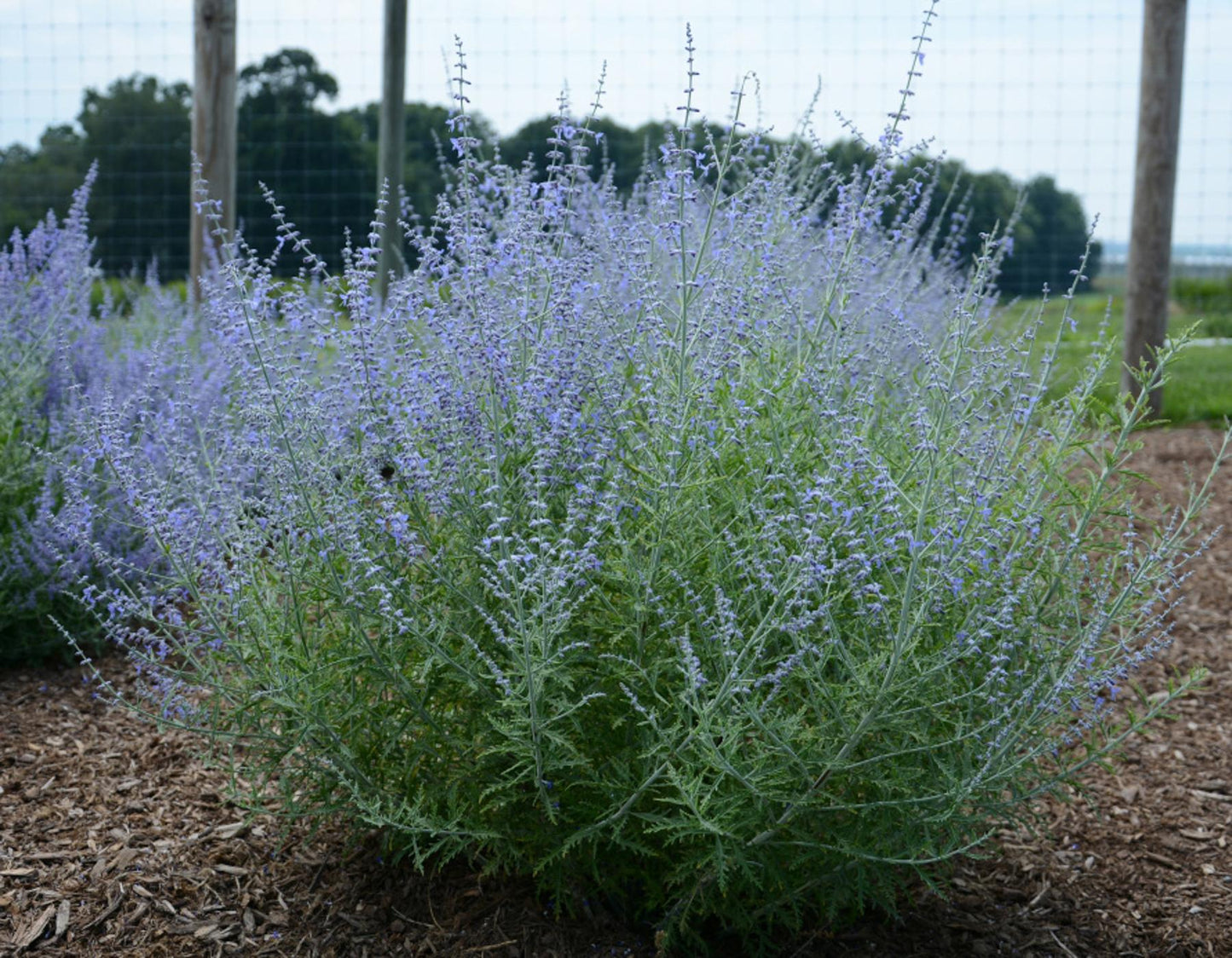 G800 Perovskia Atriplicifolia 'little Lace' - View 1 from www redcrocus com