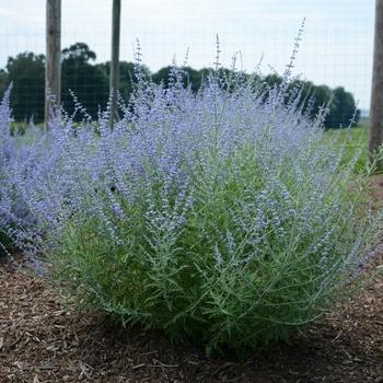 G800 Perovskia Atriplicifolia 'little Lace' - View 34 from www redcrocus com