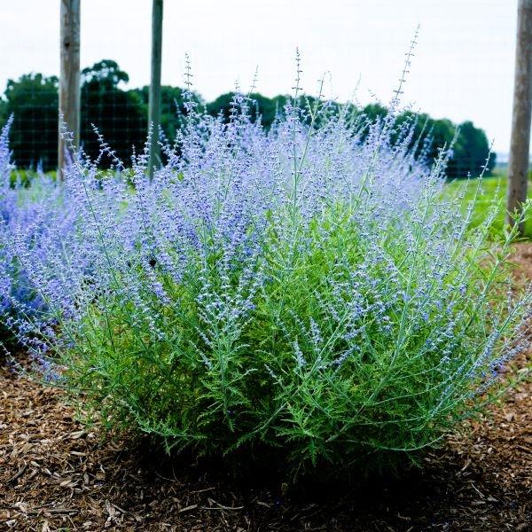 G800 Perovskia Atriplicifolia 'little Lace' - View 6 from www redcrocus com