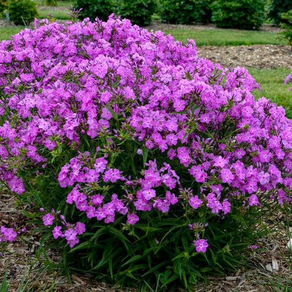 G802 Phlox 'opening Act Romance' - View 11 from www redcrocus com