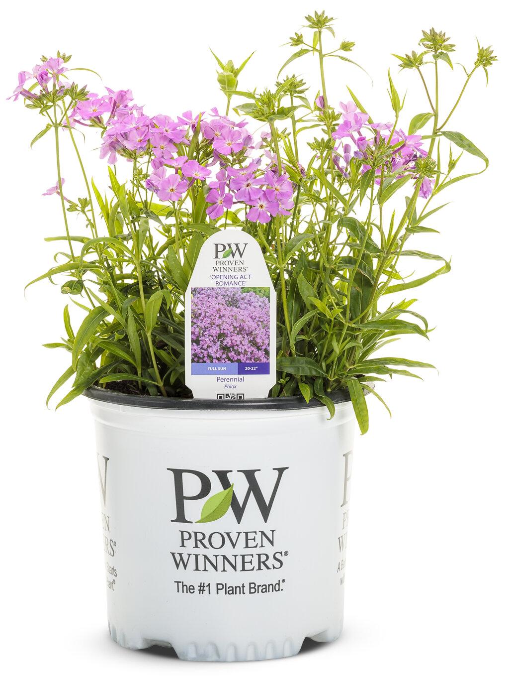 G802 Phlox 'opening Act Romance' - View 13 from www redcrocus com