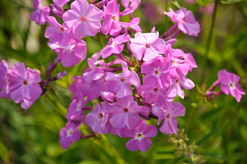 G802 Phlox 'opening Act Romance' - View 14 from www redcrocus com