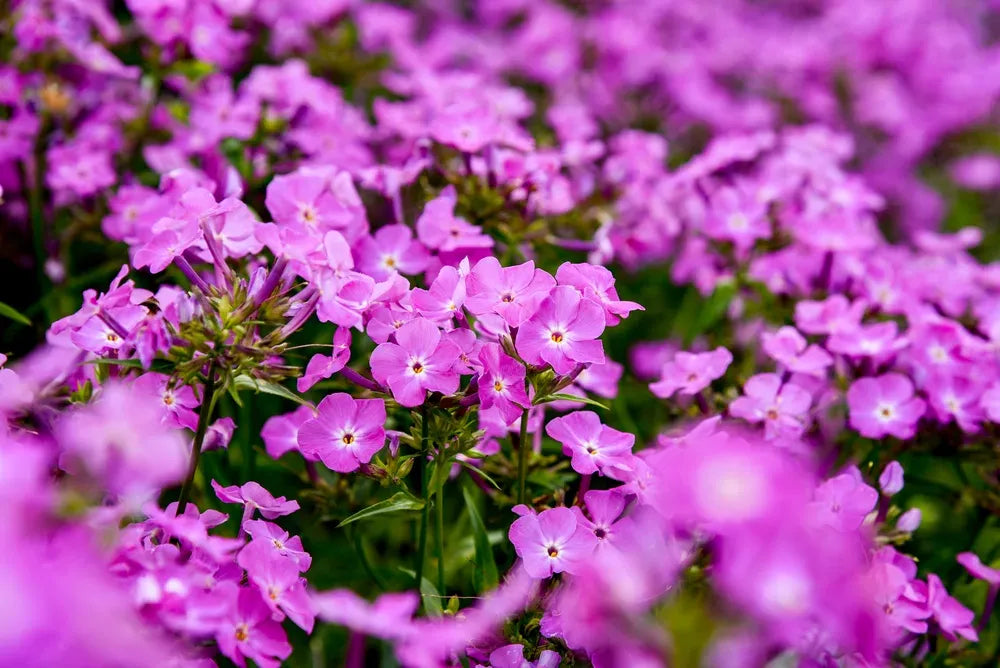 G802 Phlox 'opening Act Romance' - View 15 from www redcrocus com