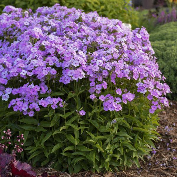 G802 Phlox 'opening Act Romance' - View 18 from www redcrocus com