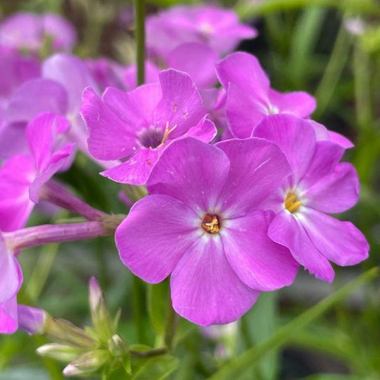 G802 Phlox 'opening Act Romance' - View 19 from www redcrocus com