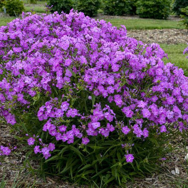G802 Phlox 'opening Act Romance' - View 1 from www redcrocus com
