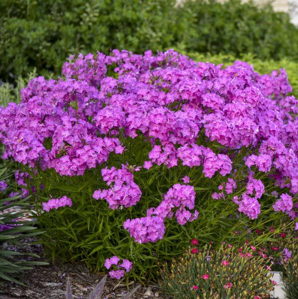 G802 Phlox 'opening Act Romance' - View 21 from www redcrocus com