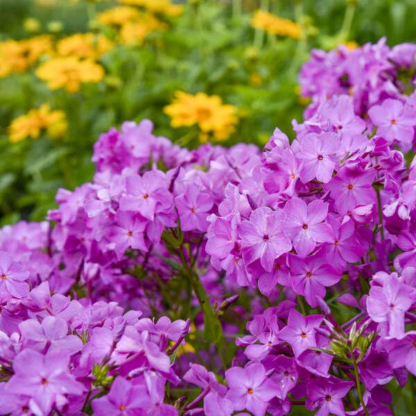 G802 Phlox 'opening Act Romance' - View 22 from www redcrocus com