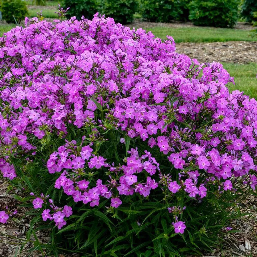 G802 Phlox 'opening Act Romance' - View 24 from www redcrocus com
