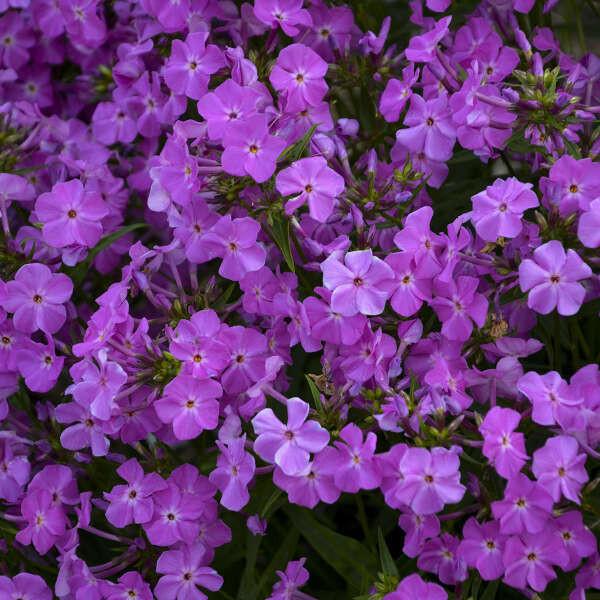 G802 Phlox 'opening Act Romance' - View 25 from www redcrocus com