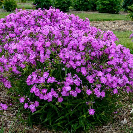 G802 Phlox 'opening Act Romance' - View 26 from www redcrocus com