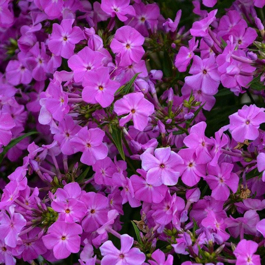 G802 Phlox 'opening Act Romance' - View 27 from www redcrocus com