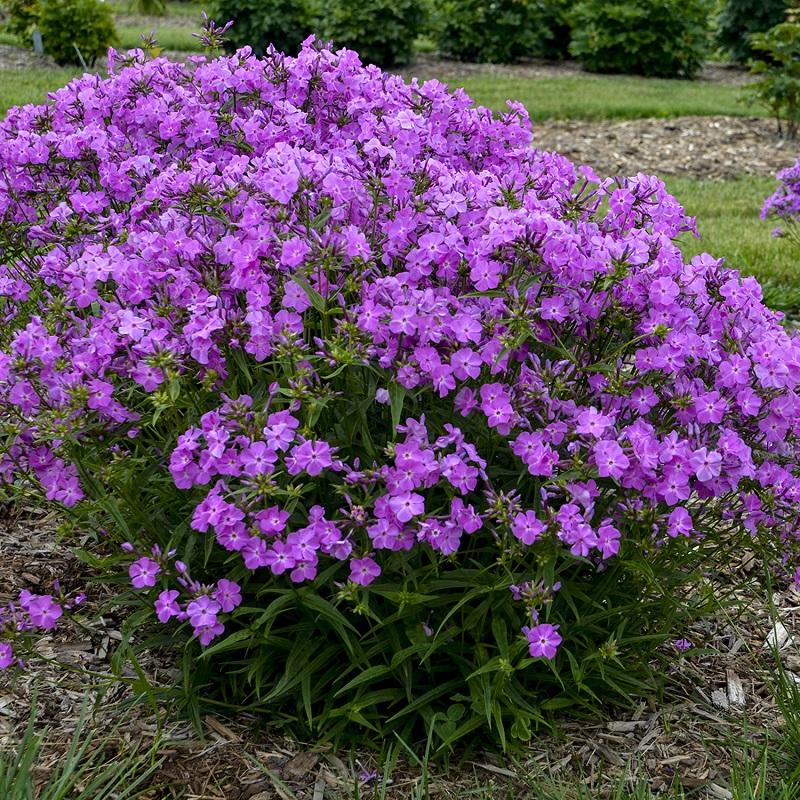 G802 Phlox 'opening Act Romance' - View 29 from www redcrocus com
