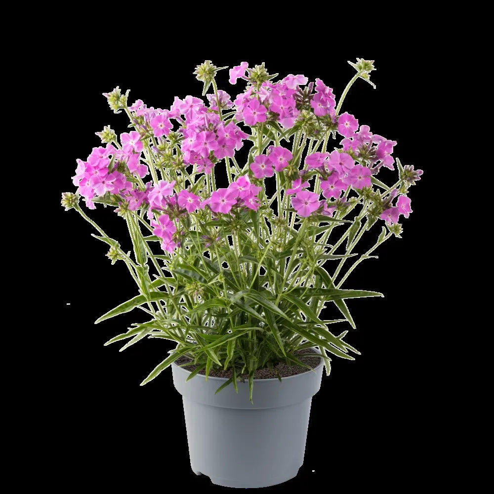 G802 Phlox 'opening Act Romance' - View 2 from www redcrocus com