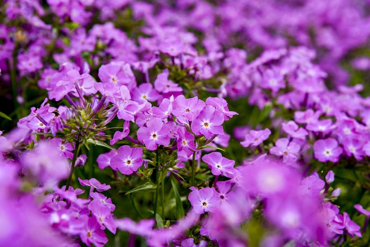G802 Phlox 'opening Act Romance' - View 30 from www redcrocus com