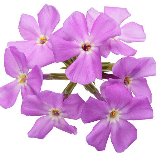 G802 Phlox 'opening Act Romance' - View 31 from www redcrocus com