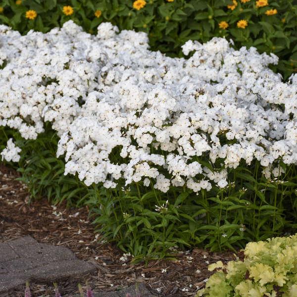 G802 Phlox 'opening Act Romance' - View 33 from www redcrocus com