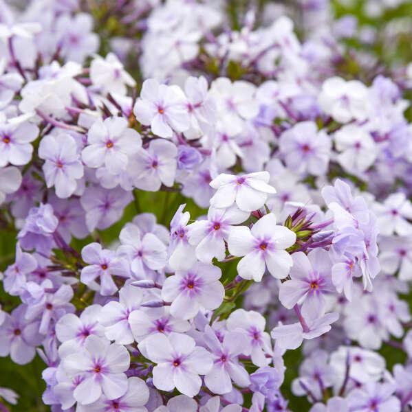 G802 Phlox 'opening Act Romance' - View 34 from www redcrocus com