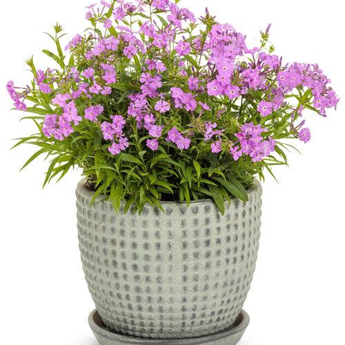G802 Phlox 'opening Act Romance' - View 3 from www redcrocus com