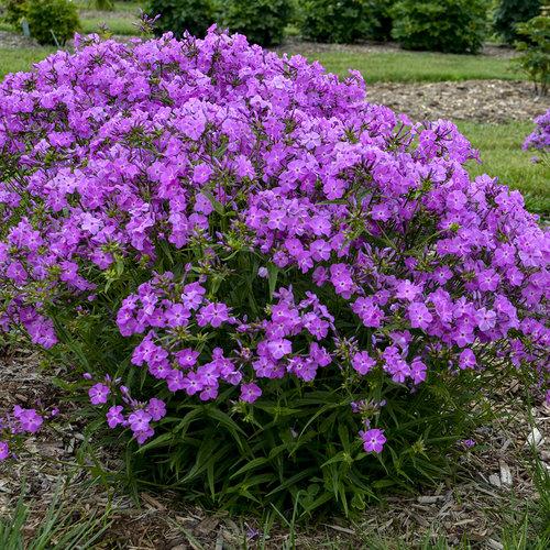 G802 Phlox 'opening Act Romance' - View 4 from www redcrocus com