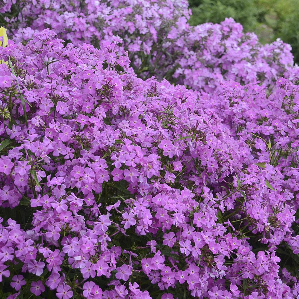 G802 Phlox 'opening Act Romance' - View 5 from www redcrocus com