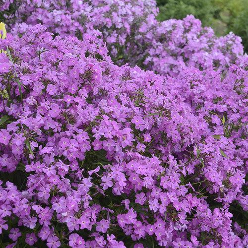 G802 Phlox 'opening Act Romance' - View 7 from www redcrocus com
