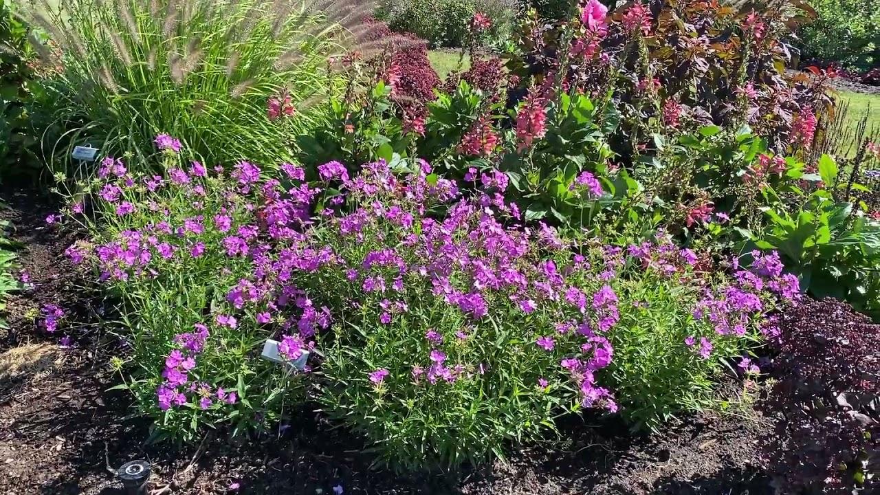G802 Phlox 'opening Act Romance' - View 9 from www redcrocus com