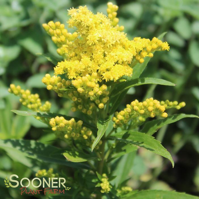 G804 Solidago 'little Lemon' - View 10 from www redcrocus com