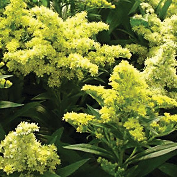 G804 Solidago 'little Lemon' - View 12 from www redcrocus com