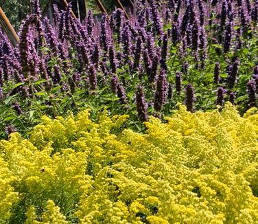 G804 Solidago 'little Lemon' - View 13 from www redcrocus com