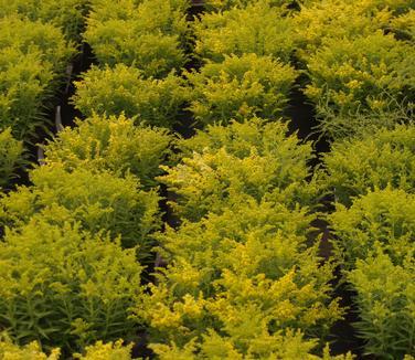 G804 Solidago 'little Lemon' - View 14 from www redcrocus com