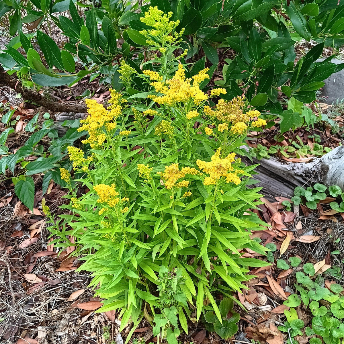 G804 Solidago 'little Lemon' - View 15 from www redcrocus com