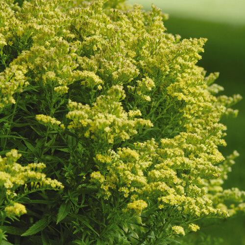 G804 Solidago 'little Lemon' - View 16 from www redcrocus com
